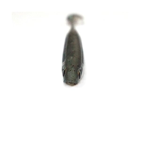 DrFish-Softbait-Wiggle-Shad-Soft-Plastic-Swimbait-Fishing-Lure-Smallmouth-Bass-Perch-3-Blue-Pumpkinseed-green