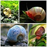 10+ Ramshorn Snails (1/3 inch+) - Algae-eaters and safe for fish, plants, and shrimp!
