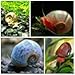 10+ Ramshorn Snails (1/3 inch+) - Algae-eaters and safe for fish, plants, and shrimp!
