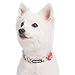 Blueberry Pet Floral Rose Turquoise Dog Collar - Cute Girl Collars for Large Girl Dog Collars, Adjustable & Durable Collar for Dogs, Neck 18-26