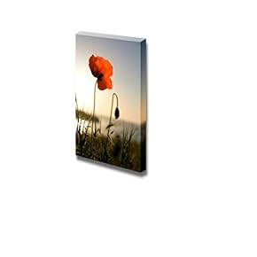 Red Poppy in The Light of The Sunset