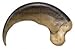 American Black Bear Claw (Large - 9cm) (Museum Quality Replica)