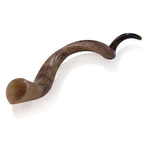 Small polished kudu horn shofar with natural colors 16 …