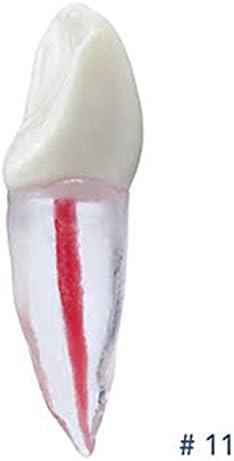 Dental Endodontic Tooth With Root For Endodontic Practice #11 ARTMED