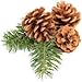 Winter Woods Cinnamon Scented Pinecones 12-14/Pkg, Large