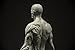 Male Anatomy Figure: 11-inch Anatomical Reference for Artists (Grey) from 3dtotal