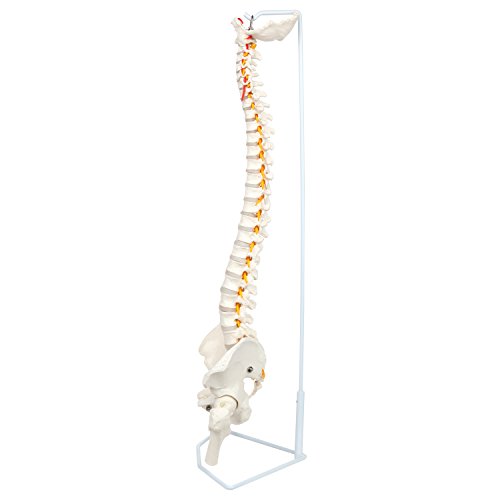image for Axis Scientific Ultra Flexible Premium Spine Model | Life Size Spinal 