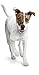 Purina ALPO Prime Cuts Variety Pack Dog Food - Twelve (12) 13.2 oz. Cans