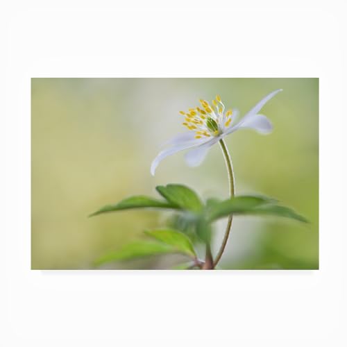 Trademark Fine Art Outdoor Canvas Art - Heidi Westum 'Spring light' Wall Art fo…