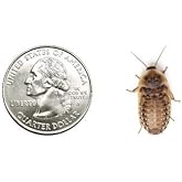 100 Medium Dubia Roaches in Cup
