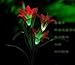 Hearts Shop Solar Powered Outdoor LED Color Changing Waterproof Lily Flower Garden Light Lawn Lamp for Yard Decoration (Red)