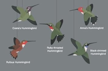 hummingbird baby mobile