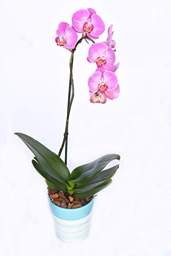 5 Organic+Orchid+Potting+Perfect+Plants