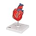 3B Scientific G08 2 Part Classic Heart Model, 7.5