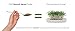 Super Sprout Broccoli Sprout Powder (Organic) - 135 Grams (4.76 Ounces)