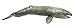 Safari Ltd. Gray Whale Figurine - Lifelike 12.5