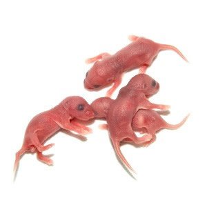 canine all wormer 40kg