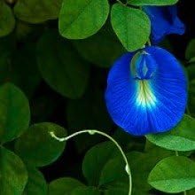 Creative Farmer Plants Guru Clitoria Ternatea Gokarna Blue