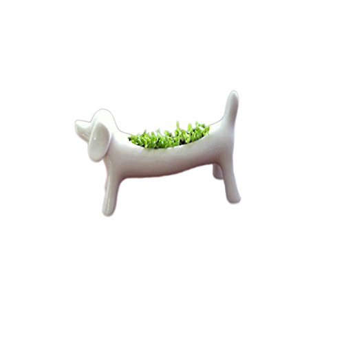 Glovion Miniature Dog Aerobic Desktop Potted Planting Bonsai Oxygen Potted Plant -Desktop Bar Everyday You Can Breathe Fresh Air &Enjoy Cultivation Glovion Miniature Dog Aerobic Desktop Potted Planting Bonsai Oxygen Potted Plant -Desktop Bar Everyday You Can Breathe Fresh Air &Enjoy Cultivation