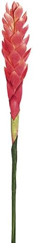 30" Single Hawaiian Ginger Spray Pink (Pack of 12)