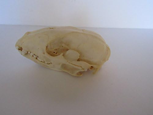 HUGE RACCOON SKULL Taxidermy teeth Claws Bones 5 1/2 INCH MUSEUM QUALITY #1