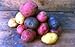 Seed Potato Mix, 5 lbs. Certified Seed Non GMO Red Lasoda, Golden Yukons and Blue primary
