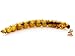Chubby Mealworms 3Lb Tub Bulk Dried Mealworms for Chickens, Birds, Ducks and Much More