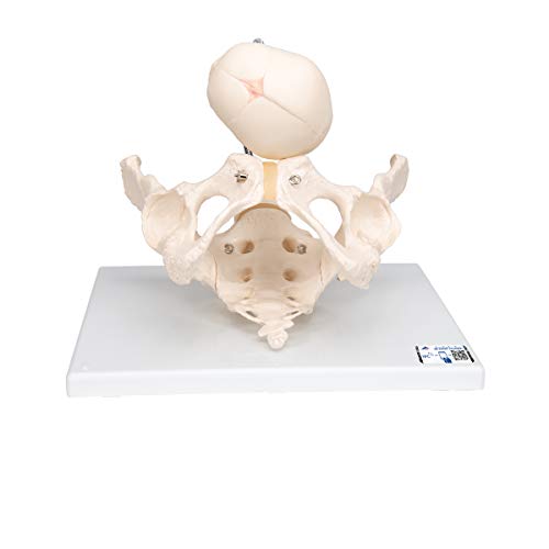 3B Scientific® Pelvic Model for Demonstration of Birth – Life-Size Female Pelvis with Fetus & Placenta + Smart Anatomy App (5-Year Warranty)