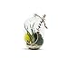 WGV Hanging Glass Plant Terrarium, Width 5