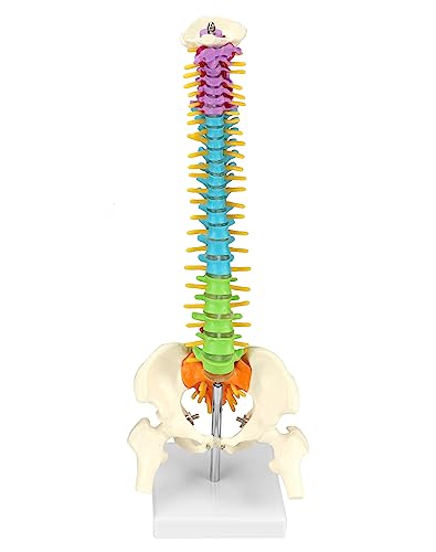 QWORK Flexible Human Spine Model with Spinal Nerves Pelvis and Thighs, Vertebral Column Anatomical Model for Medical Learning Researching Display, 45 cm / 18