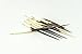 African Porcupine Quills 6