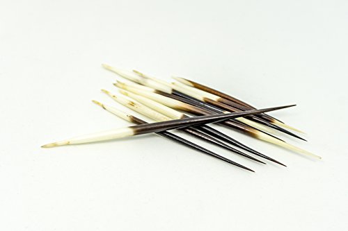 African Porcupine Quills 6