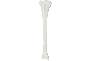 Axis Scientific Tibia Bone Model | Right | Cast from a Real Human Fibula Bone l Lower Leg Bone Model Has Realistic Texture and Important Bony Landmarks | includes Product Manual