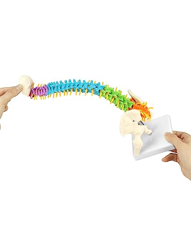QWORK Flexible Human Spine Model with Spinal Nerves Pelvis and Thighs, Vertebral Column Anatomical Model for Medical Learning Researching Display, 45 cm / 18