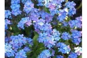50 Packets Forget ME NOT Flower Seeds Packs Wedding Funeral Party Favors groco:Seeds:Package Contatins Seeds