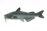 Blue Catfish By Cabin Critters 17