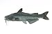Blue Catfish By Cabin Critters 17