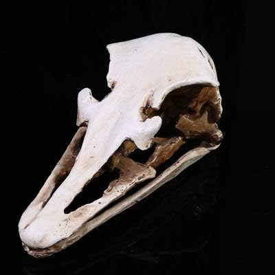 WYDZSM High-Precision Simulation 1:1 Wild Ostrich Skull Resin Model Exhibition Specimen Resin Skull