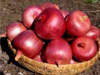 Large Italian Onion Ramata di Milano Rossa Around
