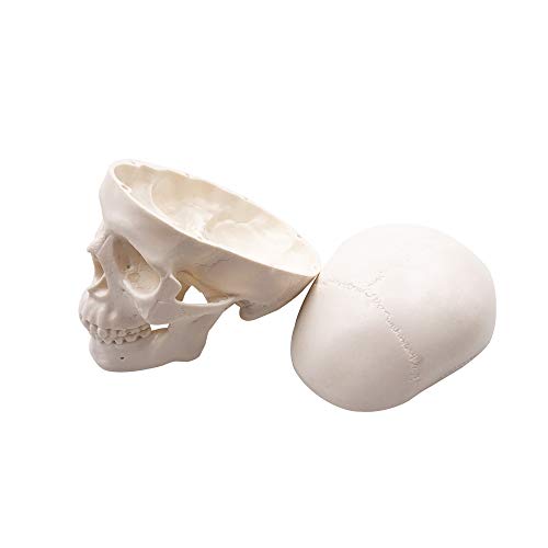 5 Mini+Skull+Model+Anatomical+Education