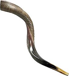 Natural Kosher half Polished Yemenite Shofar Kudu
