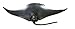 Safari Ltd. Manta Ray Figurine - Realistic 4