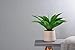Luyue Green Artificial Succulent Plants Aloe Lotus Agave Pack of 1 for Home Garden Decor