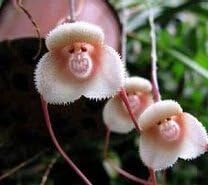 マルチカラー 珍しい蘭の種子 美しい猿の顔蘭の種 複数の品種盆栽種子100個 パック ホーム キッチン Amazon Co Jp