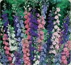 100 Mixed Rocket Larkspur Flower Seeds