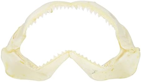 The Seashell Company Decorative Shark Jaw 14" Large - Natural Bone, Coastal Beach Wall Decor for Living Room