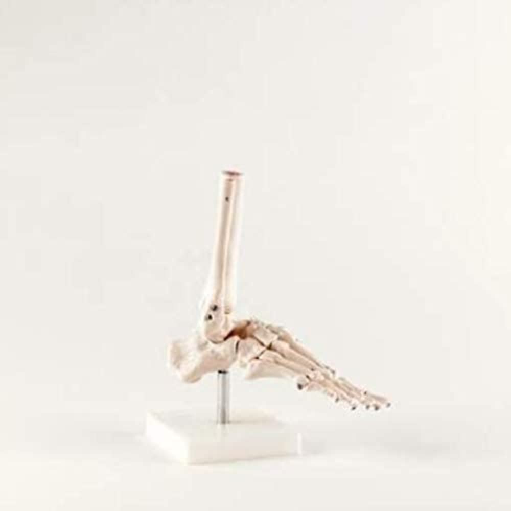 Xincheng Scientific Model, Educational Tool, Helps Students Understand the Morphology of the Foot Joints, Life Size Foot Joint With Fixed Ankle Joint
