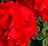 Geranium - Bulls Eye Scarlet - 10 Seeds