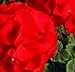 Geranium - Bulls Eye Scarlet - 10 Seeds
