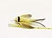 Litterboy Yellow Bird Attachment - Fits Popular Wand Toys
